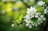 Blooming white flowers on a green leafy branch with a blurred natural background