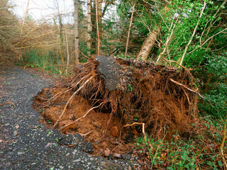 Wall Mural - A park forest with a large hole in the foot path caused by strong storm and fallen tree. The hole is surrounded by trees and bushes. The ground is rocky and the sky is cloudy