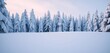 © Margo B - Deep drifts of snow blanket a serene, snow-laden forest,  powder,  peaceful