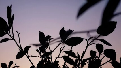 Wall Mural - dark tree silhouettes branching across six panel artwork, revealing sunset gradient blending orange 