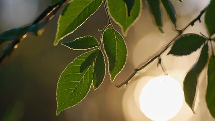 Wall Mural - delicate green foliage catching golden sunset rays, gently moving against warm woodland backlight du