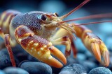 Close-up of a detailed colorful lobster crustacean with textured claws and antennae on smooth stones underwater