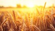 © kirania - Beautiful golden wheat field bathed in warm and bright sunlight