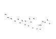 © Rehena - A flock of birds in silhouette flying in a curved line across a white background, isolated on transparent background