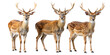 © Rehana - Three spotted deer with antlers standing side by side on black background Ai isolated on a transparent background
