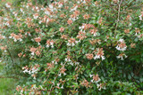 アベリアの花・ハナツクバネウツギ アベリアの花・ハナツクバネウツギ