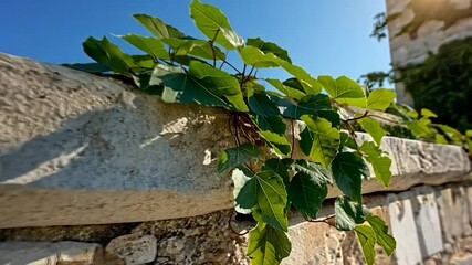 Wall Mural - vine leaves growing on a stone wall against a clear blue sky with sun flare a summer shot