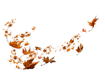 Wall Mural - leaf leaves isolated autumn winter season background falling fall platanus tree wid air w