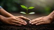 © KENZOGROW - Joint effort leads to great results. A fresh green plant emerges from rich soil, nurtured by hands working together in harmony.