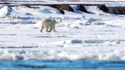 Wall Mural - adult female polar bear walks along the fast ice in svalbard, a norwegian archipelago between mainla