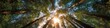 © Anus - Sunlight filtering through tall trees in a forest canopy creating a bright and natural scene view upward