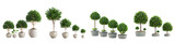 Set of 4 tree in white pot white, transparent background png cutout, Ficus tree in a pot, rendered from different angles, 3D rendering