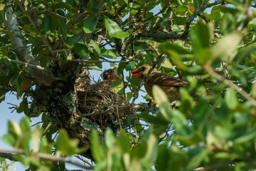 Wall Mural - bird feeding chick in tree nest