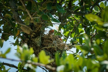 Wall Mural - bird's nest with chicks in a leafy tree.
