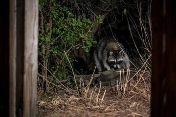 Wall Mural - raccoon foraging in a wooded area at night.