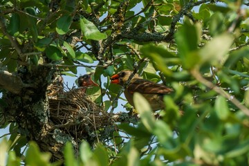 Wall Mural - cardinal feeding chick in nest among leaves.