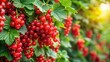 © chokdeelaw - Lush bush covered with ripe red currant berries in summer, summer harvest, outdoor,  summer harvest, outdoor, fruit, bush