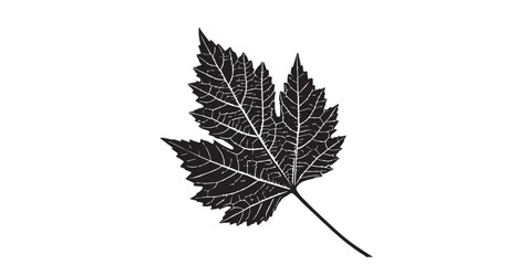 Detailed vein structure of a grape leaf in stark black and white silhouette