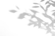 © Cool-Hunter - shadow overlay effects of realistic abstract natural tree leaves shadow on wall background,Summer sunlight and shadow overlay effect,shadow for photo interior backdrop studio mockup