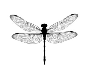 Real dragonfly silhouette vector. macro insect wing engraving.