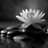 Monochrome Lotus – Serenity in Black and White