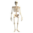 © Feel Fine - Human skeleton standing isolated on transparent background