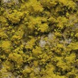 © Cetin - Bright yellow moss texture with stony base