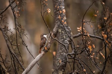 Wall Mural - bird perched on a tree in autumn forest.