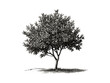 © Vintage Studio - Vintage hand-drawn engraving of boxwood tree, botanical illustration, rustic tree decor, black sketch, old engraving style, eco-friendly nature art, retro print wall art, greenery