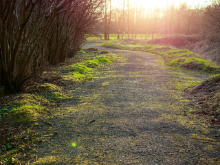 Wall Mural - A walking path in a forest park with a sun shining on it. The path is made of gravel and is surrounded by trees, sun warm glow gives calm morning vibe.
