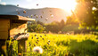 © cinta - Busy Bees in Flight Near Beehive at Sunset in Scenic Landscape