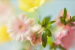 © Yaroslav Danylchenko/Stocksy - Colorful spring flowers viewed through soft film