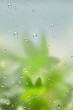 © Yaroslav Danylchenko/Stocksy - Green ivy background through misted glass