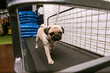 © Nata Segueza/Stocksy - Pug walking on treadmill at dog gym