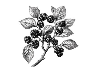 Mulberry tree vintage engraving, botanical art sketch, rustic woodland decor, eco-friendly nature print, black ink tree drawing, retro forest wall art, hand-drawn illustration