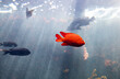 © Jira Saki/Stocksy - red beautiful fish