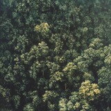 Aerial View Lush Green Forest Canopy