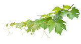 Grape branch on transparent background.Grapevine.