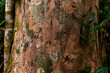 © Manu Prats/Stocksy - Earthy bark textures on tree trunk in humid forest
