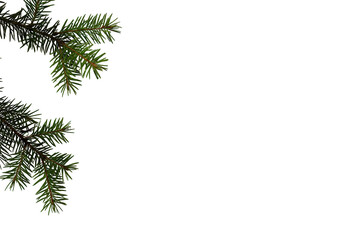 A fir tree branch with green needles isolated on transparent background