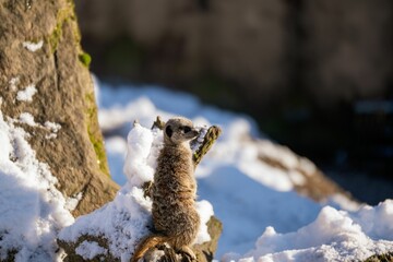 Wall Mural - meerkat on snow-covered rock