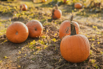Pumpkin patch at sunset.