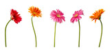High Quality PNG of gerbera flowers collection isolated on white background.