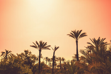 Wall Mural - Palm trees against an orange sunset sky. Tropical nature background