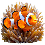 Clownfish Swimming Beside Colorful Anemone, Isolated PNG Cutout