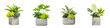 © T Studio - Urban Jungle Centerpiece: Modern Greenery Arrangement in Concrete Pots