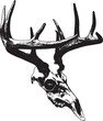 © Mylifeontopdm - deer skull hand drawn illustration vintage. Craneo de venado. JPG