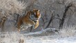 © Vlad - Tiger Attack. Dynamic Siberian Tiger Jump in China's Hengdaohezi Park