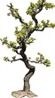 © Biplob - Isolated photograph of a stylized bonsai tree featuring new green leaves and textured bark image