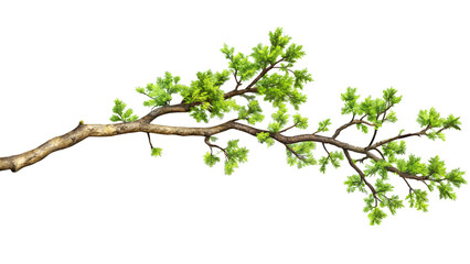 a lush green tree branch with vibrant foliage is isolated on transparent background, showcasing its 